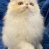 Cfa Persian kitten with excellent pedigree national , regional and world champion