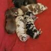 Chihuahua babies looking for homes