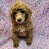 AKC Minature Poodle Ready forever homes