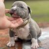 XL BULLY PUPS AND ADULTS AVAILABLE