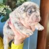 10 WEEKS Blue and tan Merle fluffy carrier male French Bulldog