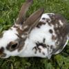 Mini Rex Rabbit Buck  - $20