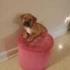 Rhodesian Ridgeback/pit Puppies available for rehoming