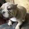 Micro bully available male and female