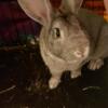 chinchilla rabbit for sale