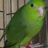 Young yellow and green Parrotlets