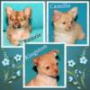 AKC Chihuahua Puppies- longcoat & smoothcoats!