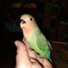Pepper - Green Lovebird Baby * We Ship *