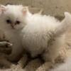 CFA white Persian Kitten