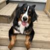 9 month old bernese mountain dog