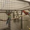 Young Pr Rosellas for sale