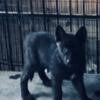 $300. Experienced Home Needed-12 week old Wolf Dog female upper mid content  pup