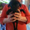 Only 1 Pug Puppy left. MALE