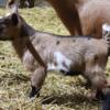 Registered Nigerian Dwarf Goats