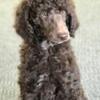 Chocolate Standard poodle girl 4 sale or trade