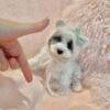 PUPPIES - maltese, poodles, yorkies, chihuahuas, pomeranians, morkies, shih tzus, french bulldogs for sale