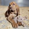 Verified Breeder-AKC Bloodhound puppies