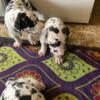 Harlequin Great Dane puppys