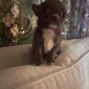 For Sale chihuahua puppy