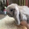 Purebred Holland lop baby girls. All does (one fuzzy) From great lines!