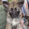 Full AKC Sable Longcoat German Shepherd Male Puppy! Ready Now!