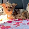 Chocolate Merle Yorkie Proven For Sell