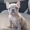 Diva toy size teacup French bulldog