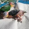 White Bellied Caique BabiesSOLD)