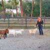 Beautiful Family Quality Pet's Mini donkeys pony and friends ( mini livestock) Downsizing