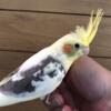 Young male pied cockatiels