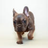 Frenchie puppy- female, cheap!