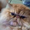 SOLID RED PERSIAN MALE. MASSIVE COAT AND BONING, VERY LARGE. SHOW QUALITY.