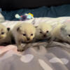 Ragdoll kittens for sale