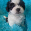 Our Adorable New Babies ~ Malshi Puppies (3/4 Maltese 1/4 Shihtzu) ~ " Preston"