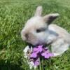 Female Broken Frosted Holland Lop Bunny