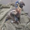 Hyacinth macaw babies weaning and weaned