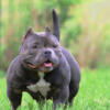 Micro American Bully Pups For Sale