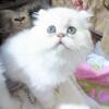 Silver Persian Female kitten