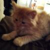 Maine coon male, searching for a responsible loving forever home