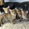 High gen F2 Savannah kittens