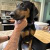 AKC Large American bred, doberman pups, cropped, docked and UTD on puppy shots