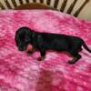 CKC Dachshund Puppy Smooth Coat Black and Tan Extra Small Female
