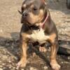 American Bully Standard Adult ABKC Papers