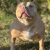 Coming in heat now. Adult Female american bully for sale