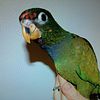 Pionus Maximilian Hand-Fed baby parrots For Sale!