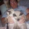 2 female Siamese seal point kittens available