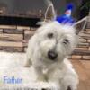 Shih tzu/West highland terrier cross