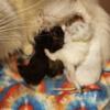 Maine Coon kittens  M/F