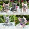 Cute french bulldog puppies for rehoming
