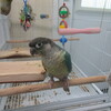 I have 2 green cheek conure looking for a new home!